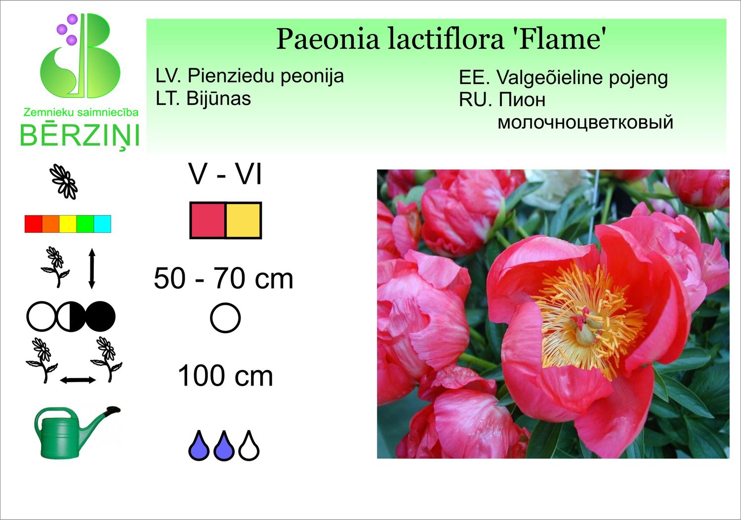 Paeonia lactiflora 'Flame', peonija pienziedu