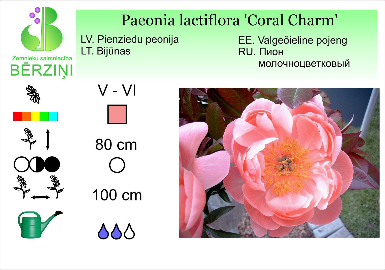 Paeonia lactiflora 'Coral Charm', peonija pienziedu