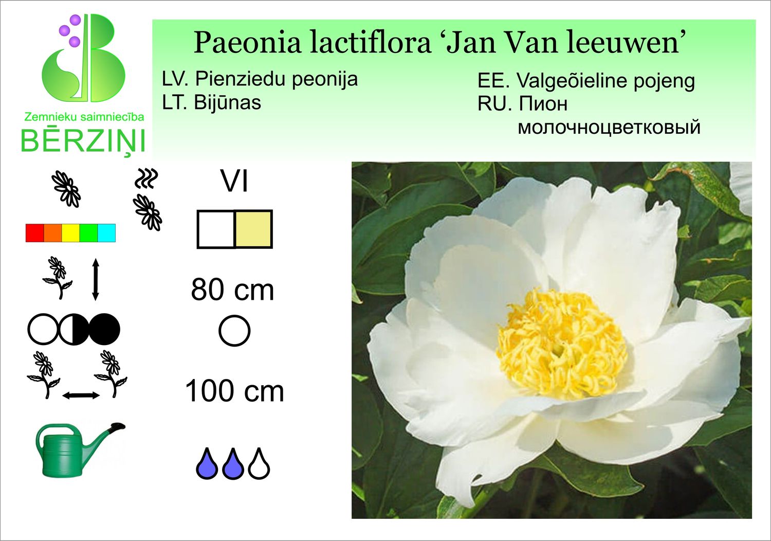 Paeonia lactiflora 'Jan Van Leeuwen', peonija pienziedu