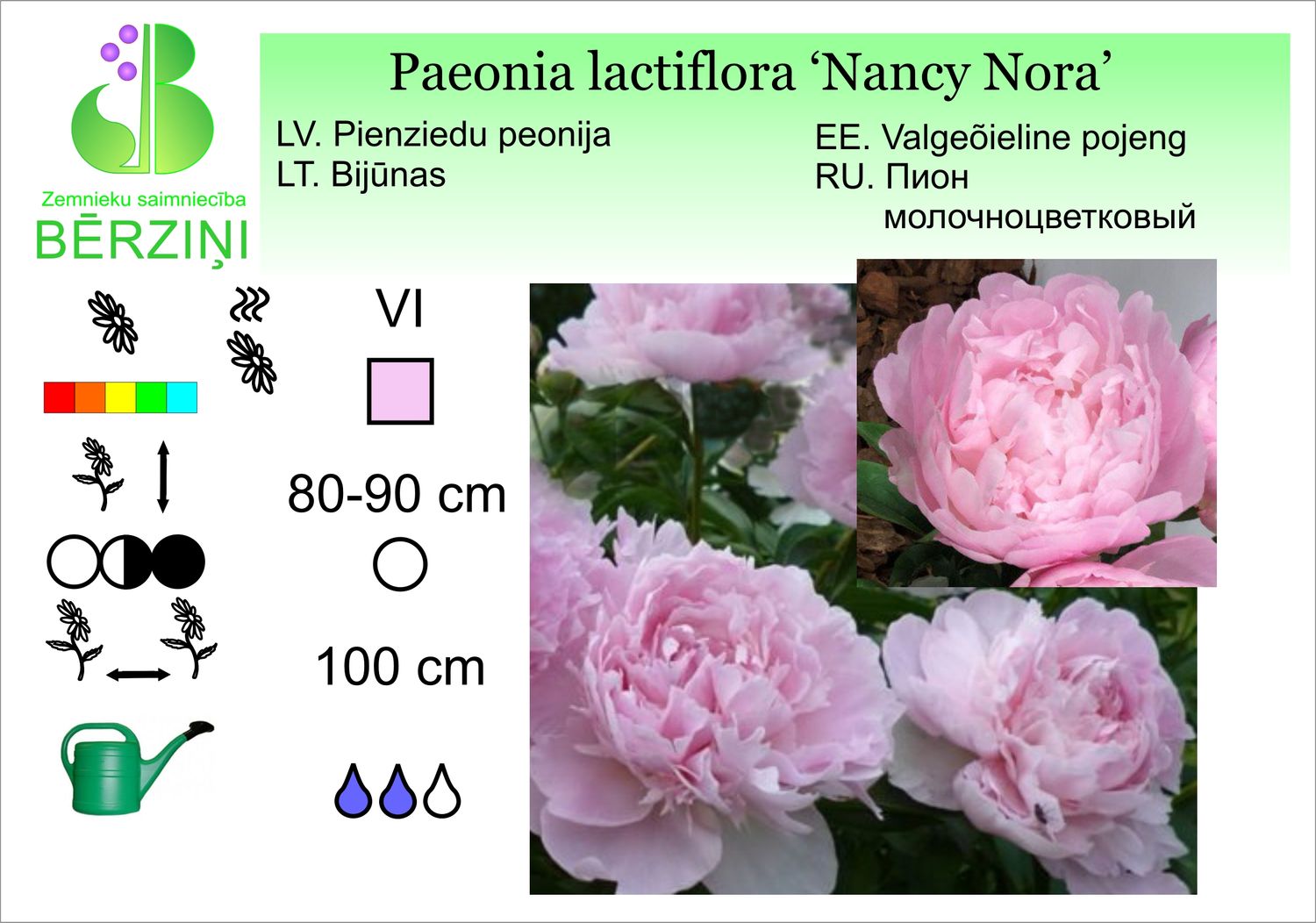Paeonia lactiflora 'Nancy Nora', peonija pienziedu