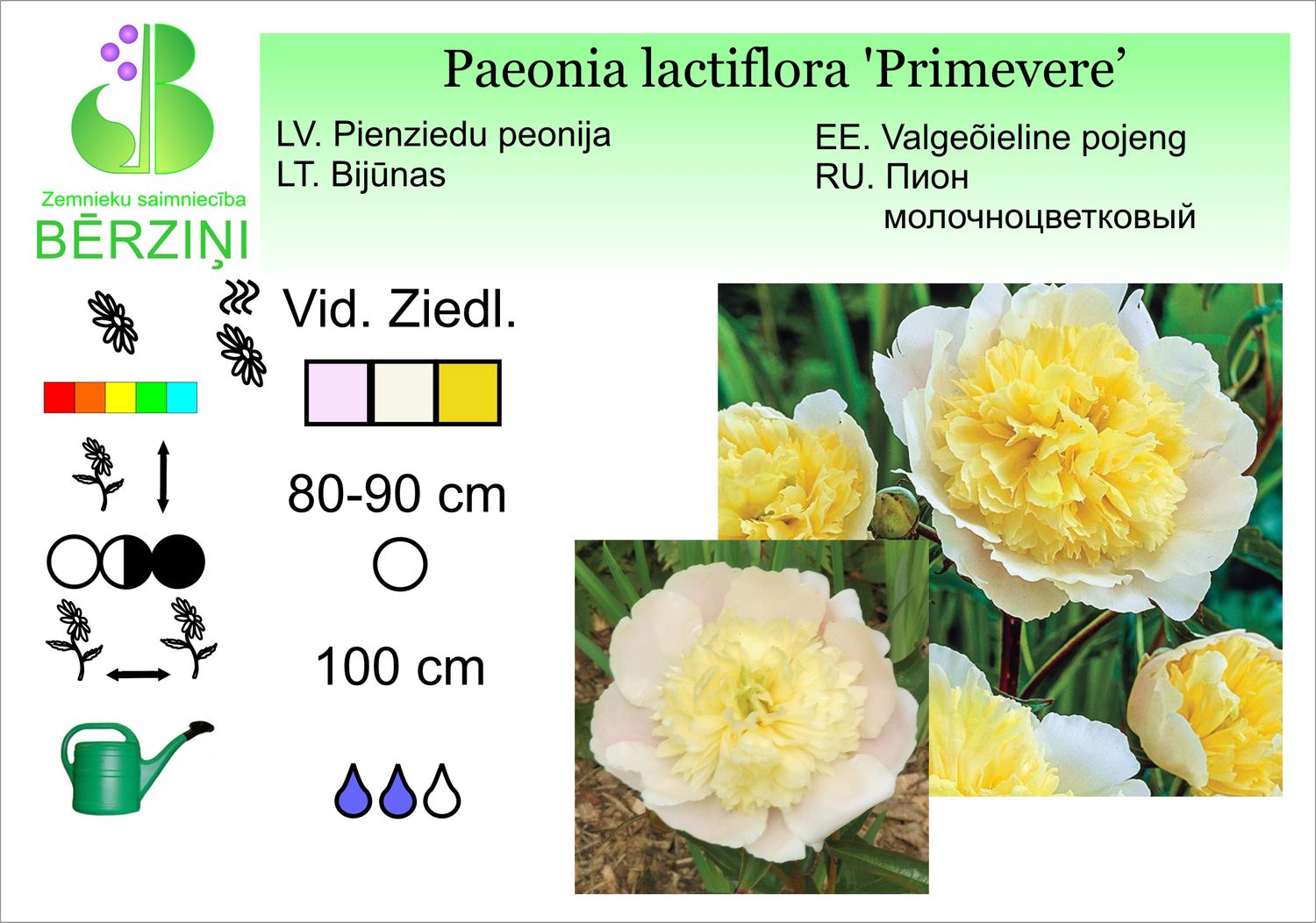 Paeonia lactiflora 'Primevere', peonija pienziedu
