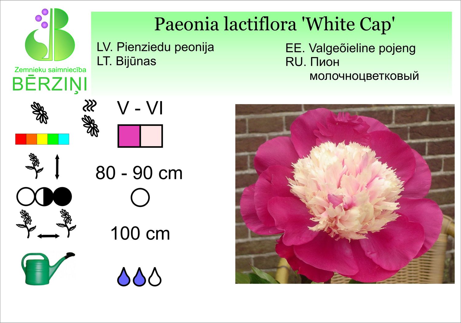 Paeonia lactiflora 'White Cap', peonija pienziedu