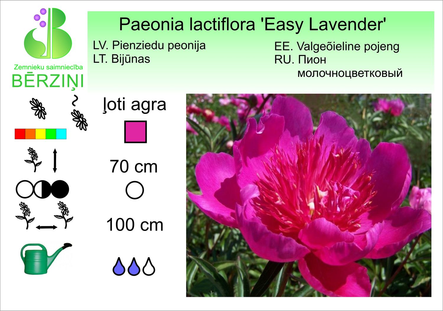 Paeonia lactiflora 'Easy Lavender', peonija pienziedu