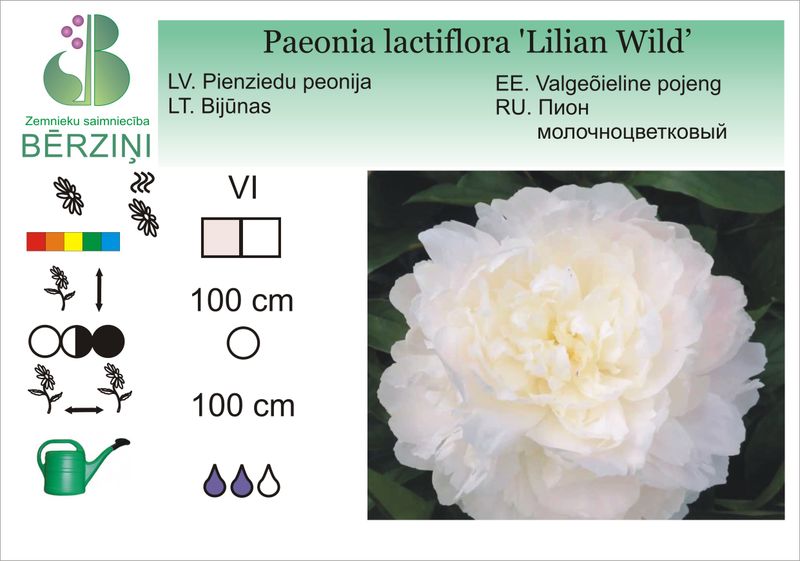 Paeonia lactiflora 'Lilian Wild', Peonija