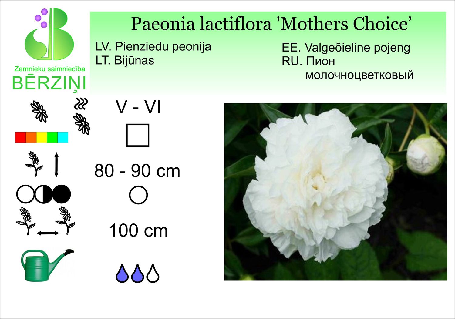 Paeonia lactiflora 'Mother's Choice', peonija pienziedu