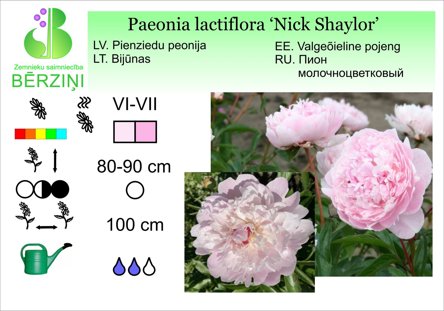 Paeonia lactiflora 'Nick Shaylor', peonija pienziedu