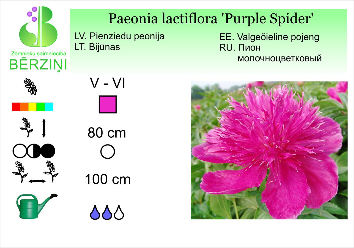 Paeonia lactiflora 'Purple Spider', peonija pienziedu