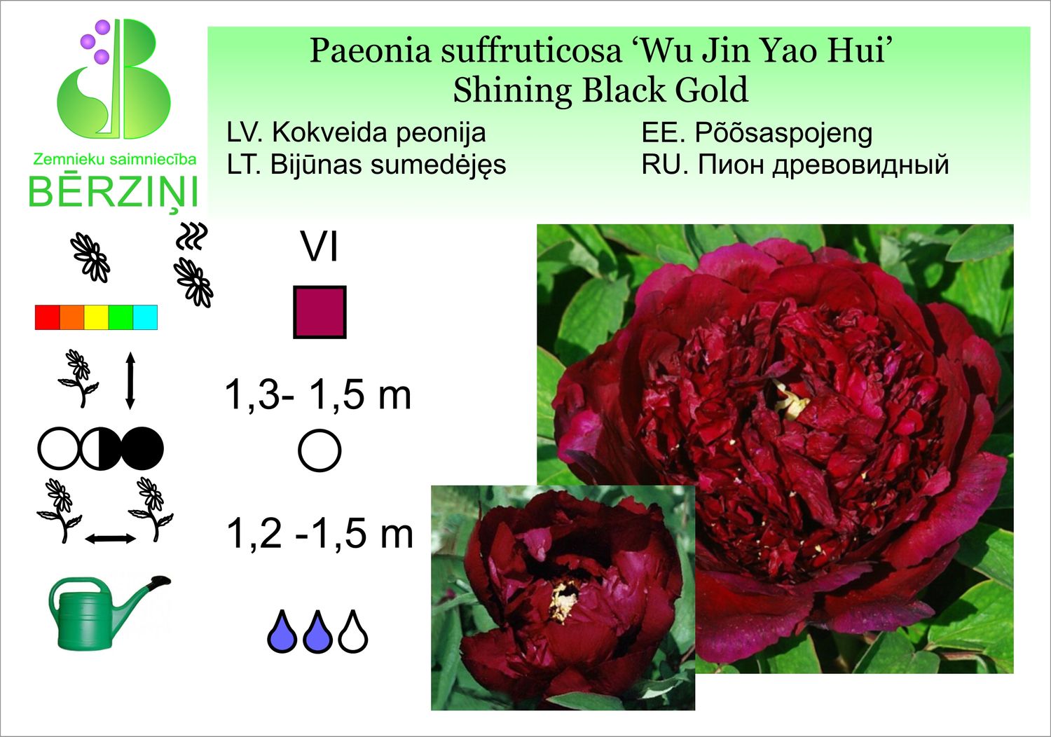 Paeonia suffruticosa 'Wu Jin Yao Hui' / 'Shining Black Gold', peonija krūmveida