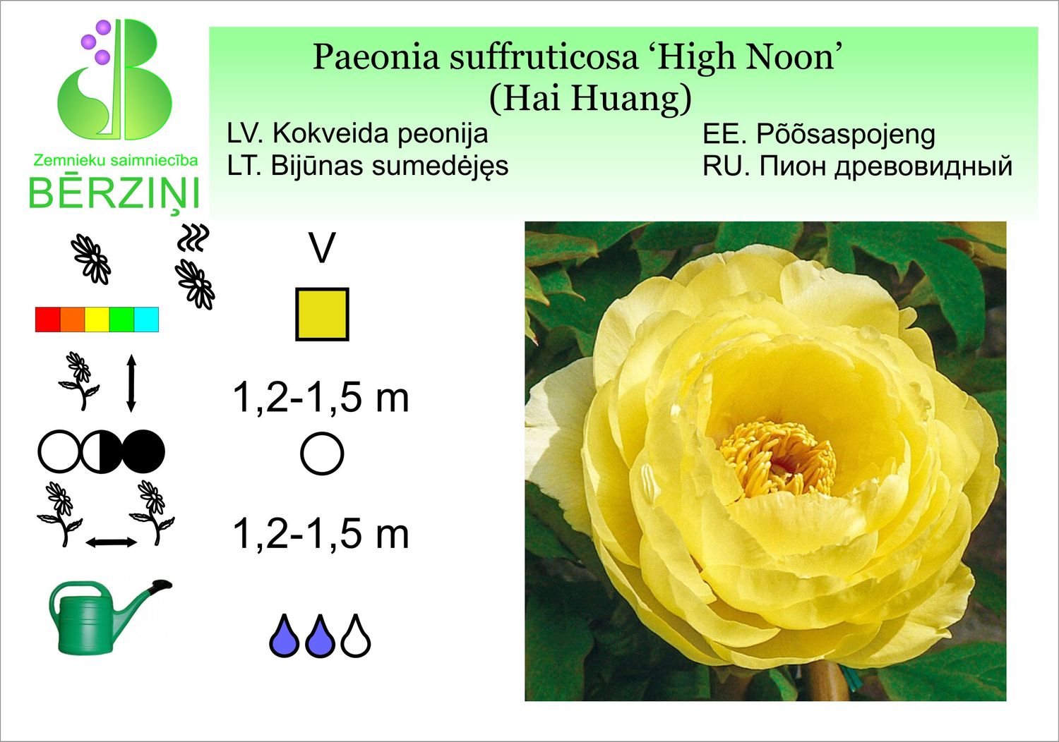 Paeonia suffruticosa Hai Huang		  (High Noon), Peonija kokveida