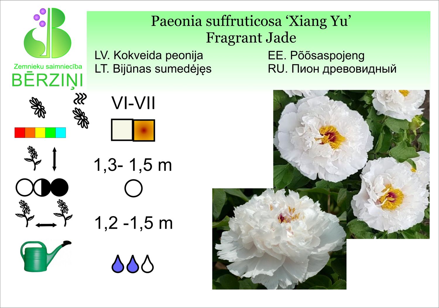 Paeonia suffruticosa 'Xiang Yu' / 'Fragrant Jade', peonija krūmveida