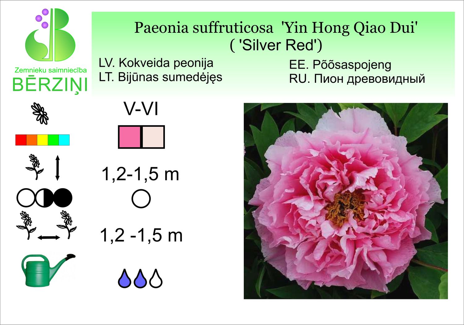 Paeonia suffruticosa 'Yin Hong Qiao Dui'/'Silver Red', peonija krūmveida