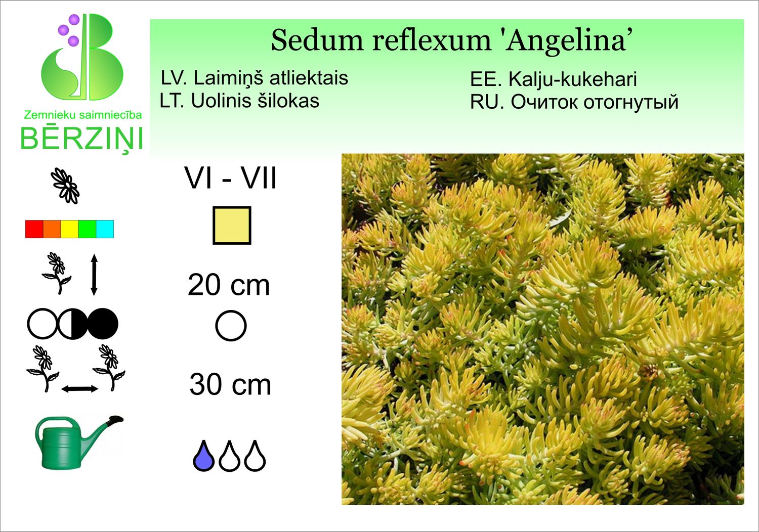Sedum reflexum 'Angelina', Laimiņš