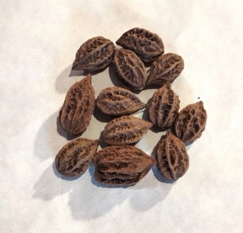 Walnuts Nr2.