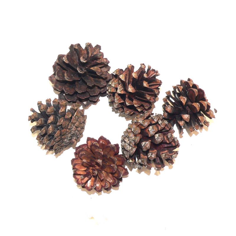 Pine cones Nr2.