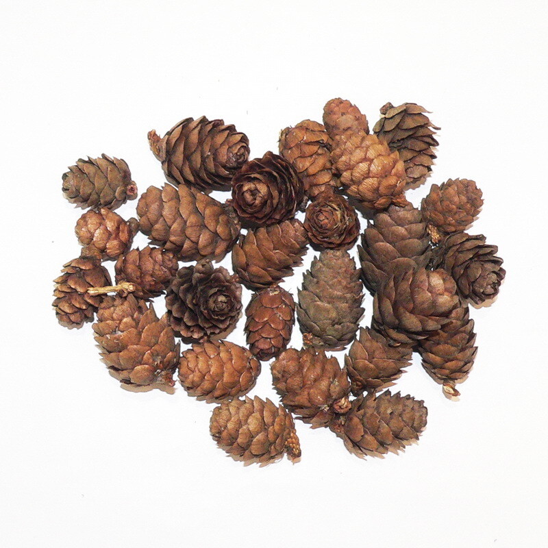Larch cones Nr2.