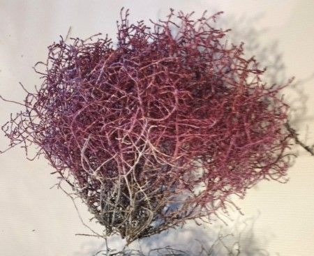 Kalocefāli, kaltēti – violetsarkani