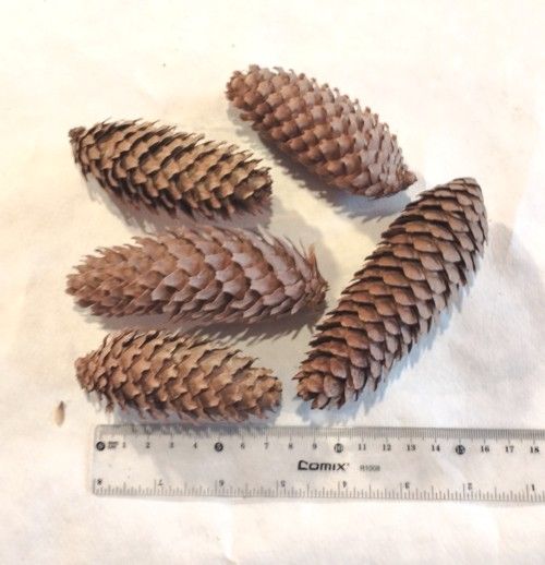 Walnuts Nr2.