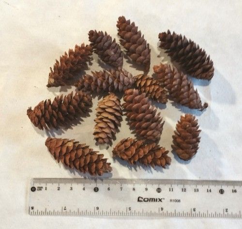 Pine cones Nr2.