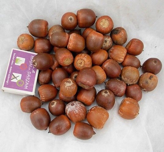 Red oak acorns Nr2.