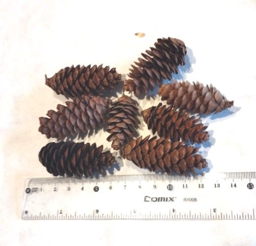 Walnuts Nr2.