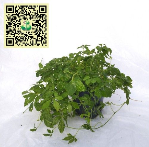 Ginostemma pieclapiņu ( Jiaogulan )