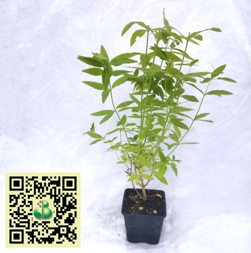 Citronverbena Citronverbena