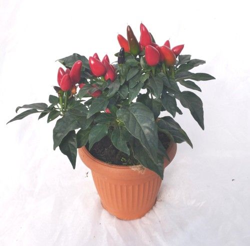 Paprika asā ( arī dkoratīva ) Paprika asā ( arī dkoratīva )