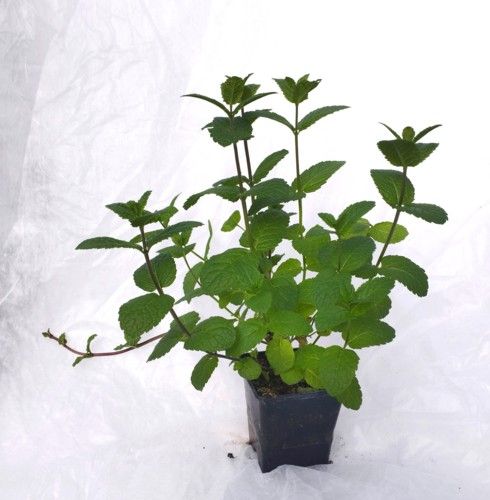Krūzmētra Mojito Cocktail Krūzmētra Mojito Cocktail