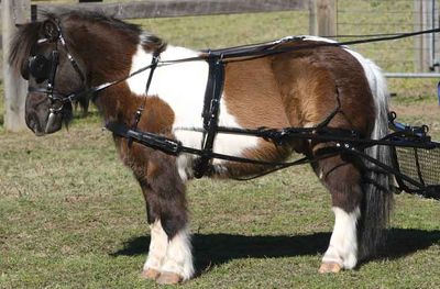 Zilco SL Einspännergeschirr Standard Minishetty / Shetty Zilco SL Einspännergeschirr Standard Minishetty / Shetty