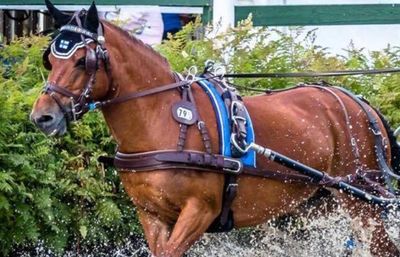 Ideal Equestrian Luxe Leder Einspänner Fahrgeschirr Ideal Equestrian Luxe Leder Einspänner Fahrgeschirr