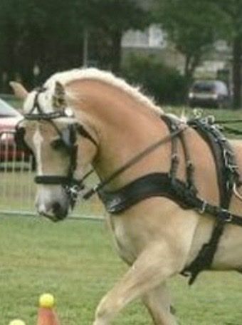 Ideal Equestrian Luxe Leder Einspänner Fahrgeschirr