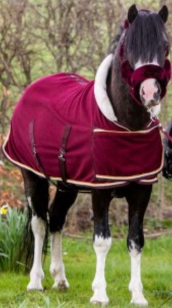 Falabella / AMH / Mini-Minishetty Abschwitzdecke mit Fellkragen und Begurtung in Weinrot