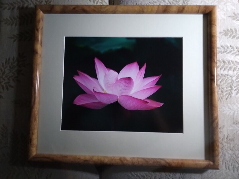 Lotus Flower