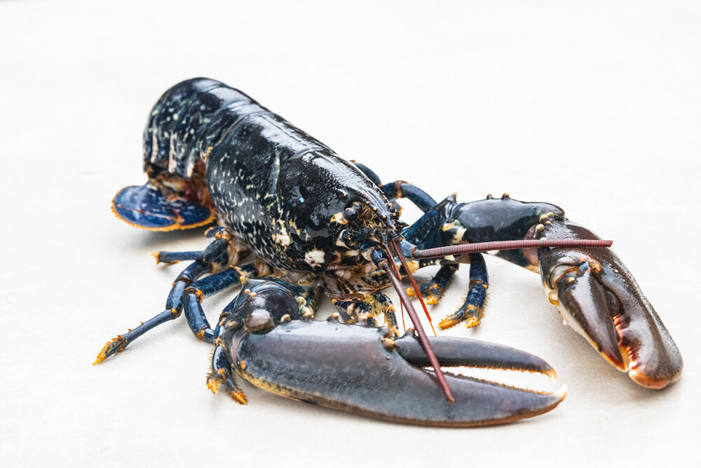 Homard bleu européen frais Préparé à votre convenance (parisienne, Armoricaine ou mayonnaise)