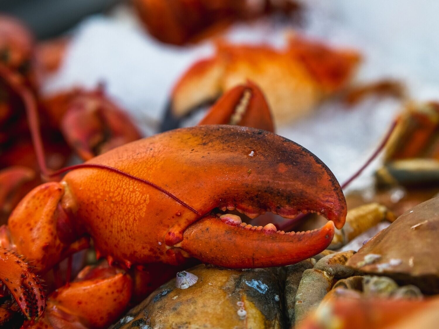 1/2 Homard bleu à la parisienne servi froid accompagné de mayonnaise et macédoine faite maison