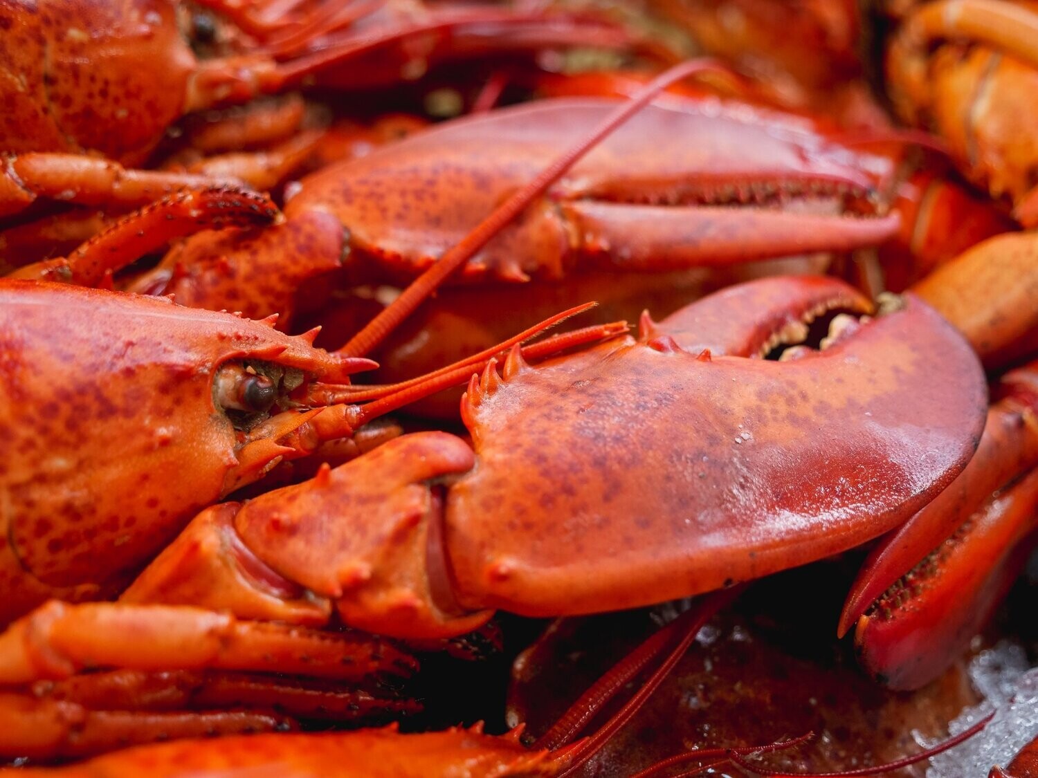 1/2 Homard bleu à la parisienne servi froid accompagné de mayonnaise et macédoine faite maison