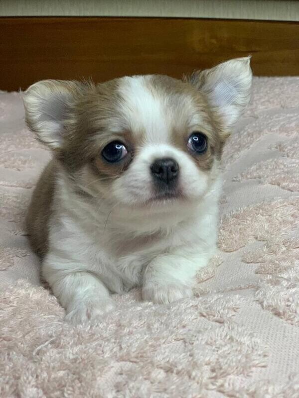 Darlene