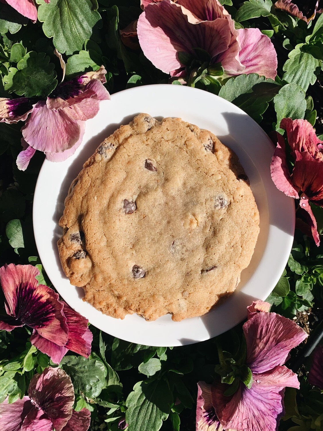 Chocolate Walnut Cookie