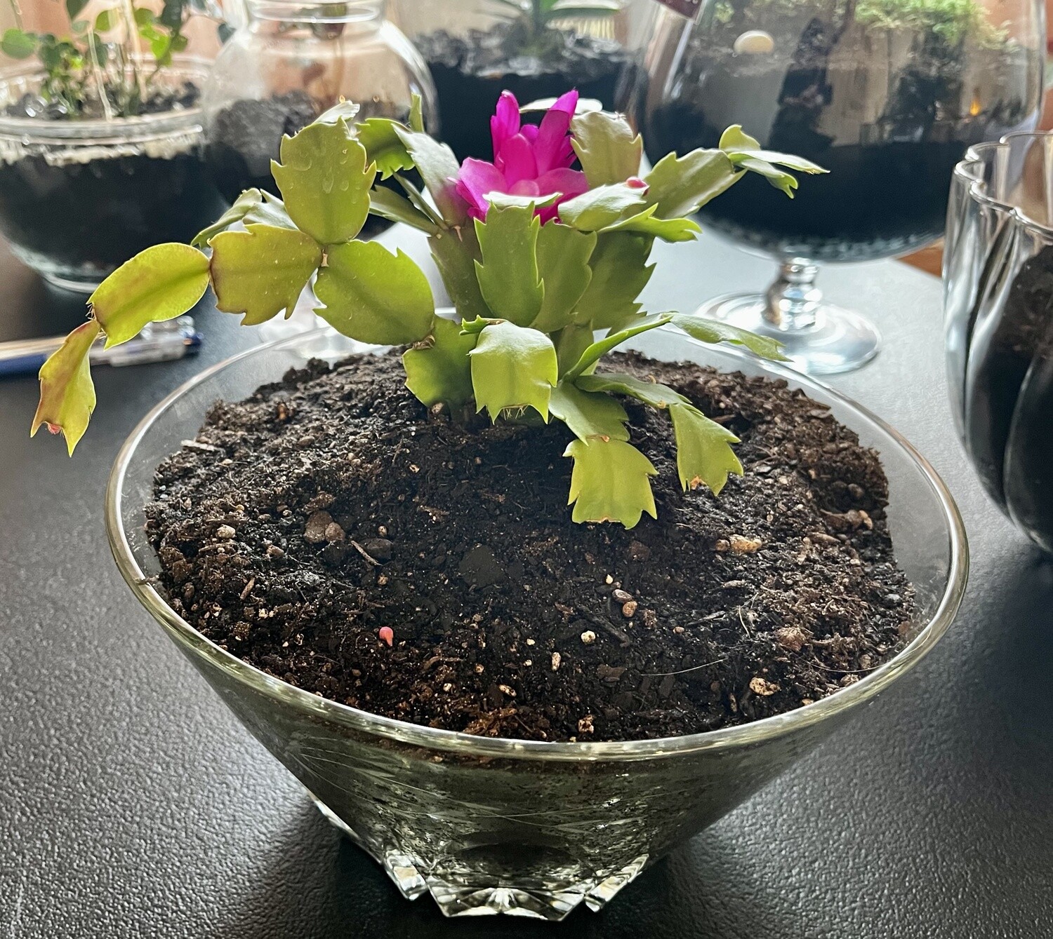 Christmas Cactus in Crystal Bowl