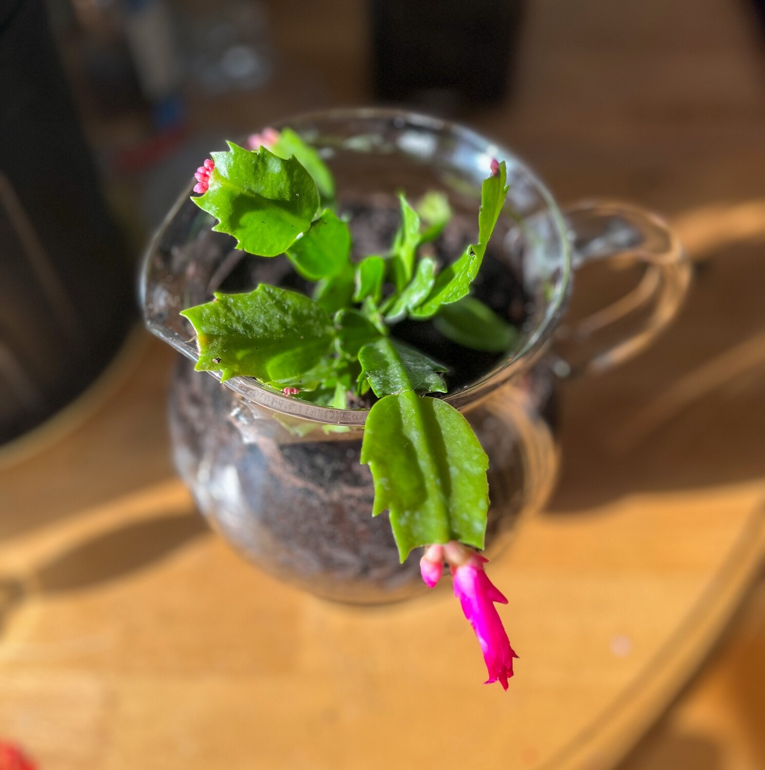 Holiday Cactus in Pedestal Pitcher