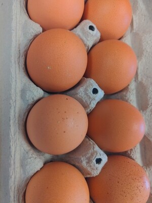 Huevo de Granja/ Farm Eggs dozen