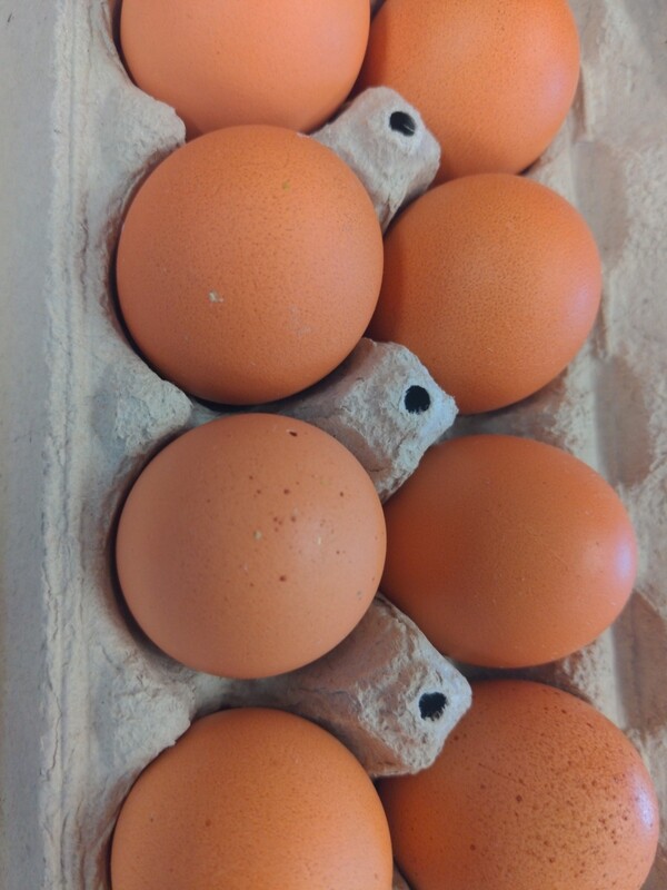 Huevo de Granja/ Farm Eggs dozen