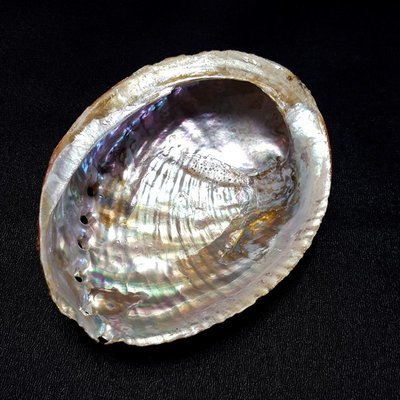Baby Abalone Shell