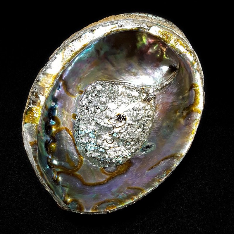 Abalone Shell - Large