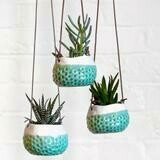 Small Hanging pot in light blue and white finish with embossed polka dot design.
Three of them planted up and against a white wall