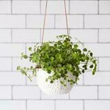 White hanging pot with embossed polka dot desgin and planted up