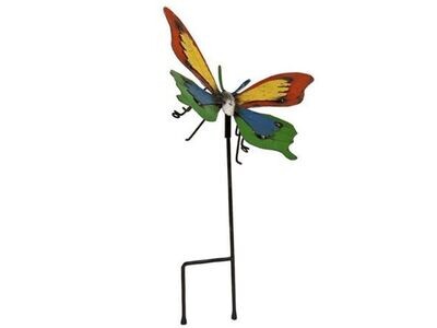 Indoors or outdoors, this is a beautiful butterfly to appreciate.