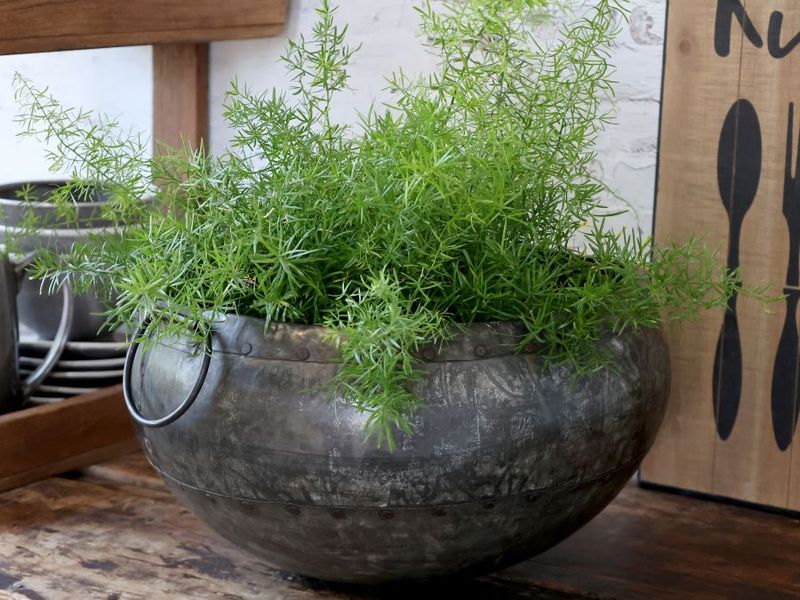 Agatha Planter.
Shape goes out from the bottom. Low and wide planter.
Antique Zinc finish. Ring Handles each side which lie flat against the planter.
In this image the planter has a plant.