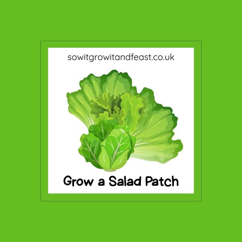 Sow It, Grow It and Feast! Grow a Salad Patch Seed Pack Grow a Salad Patch, Image: Bright Colourful Lettuce and Salad Leaves