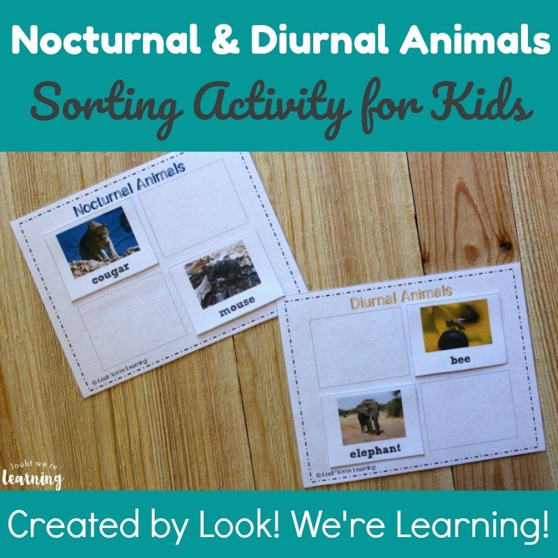 Nocturnal and Diurnal Animals Sorting Activity Nocturnal and Diurnal Animals Sorting Activity
